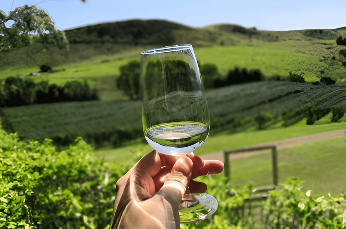 Wine Tasting Tours